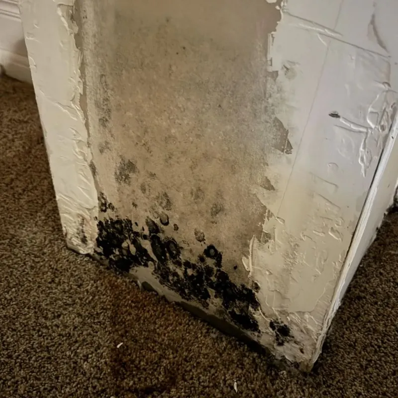 Professional Mold Removal in Cumberland County, NC